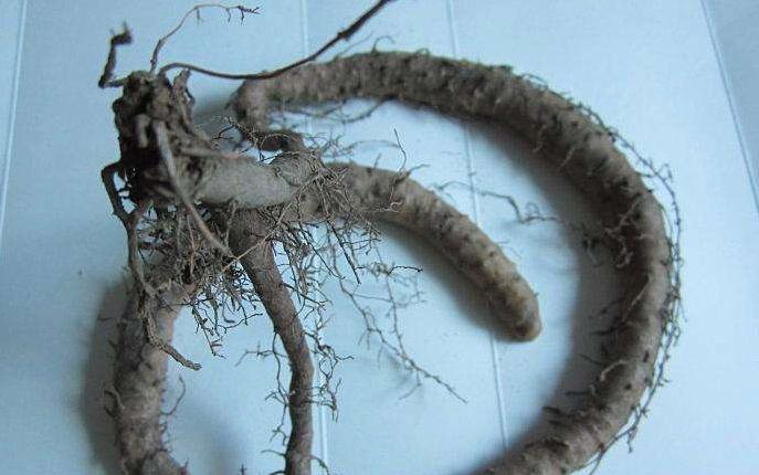 阳台花盆种蔬菜能浇黄豆水吗,在家里用花盆种植山药