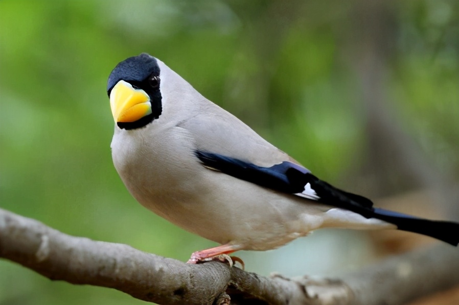 养宠经验鹦鹉拉肚子怎么办,鹦鹉拉肚子奄奄一息怎么治疗