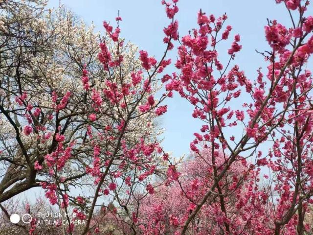 梅花山小梅山,南京梅花山和第一梅山有区别