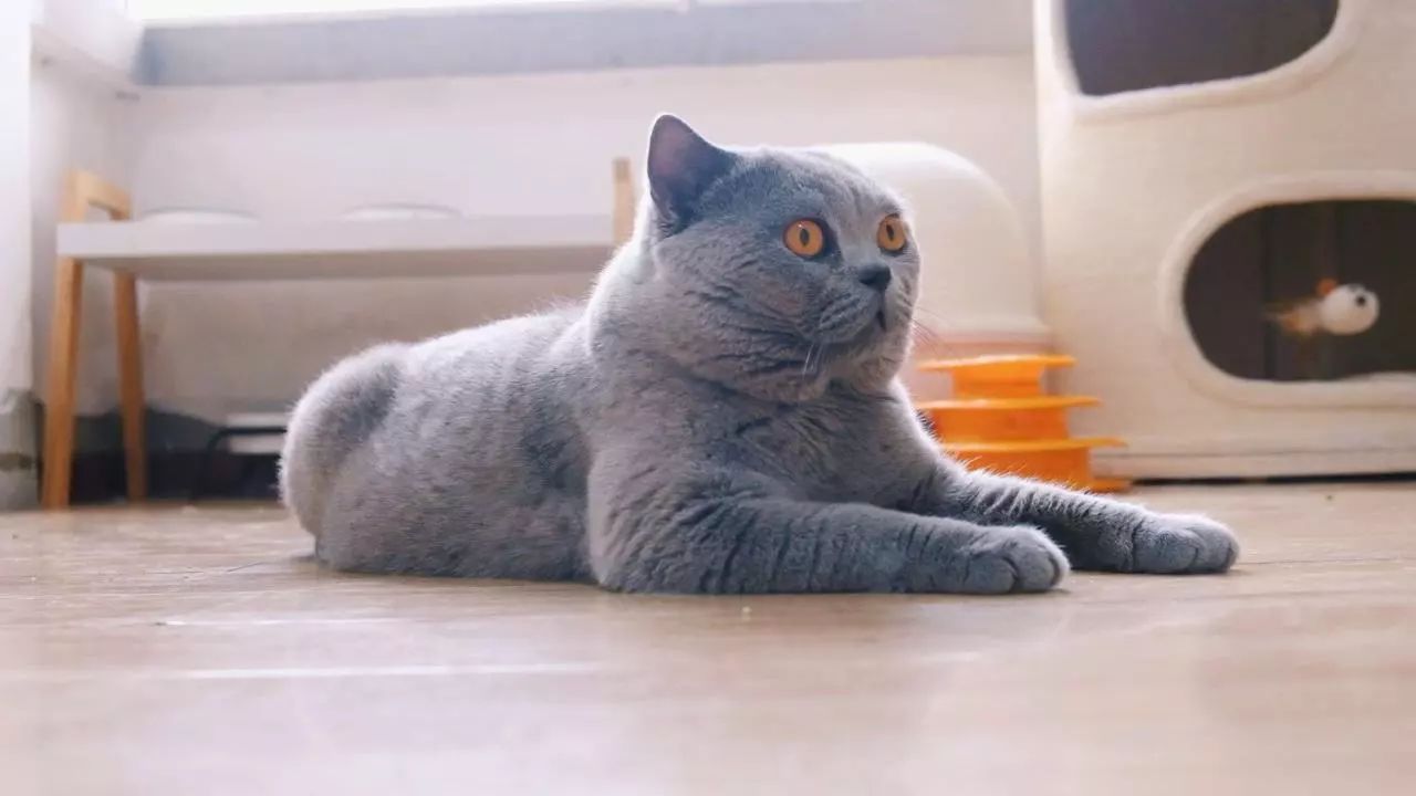 橘猫为什么不叫黄猫,橘猫不叫是什么原因