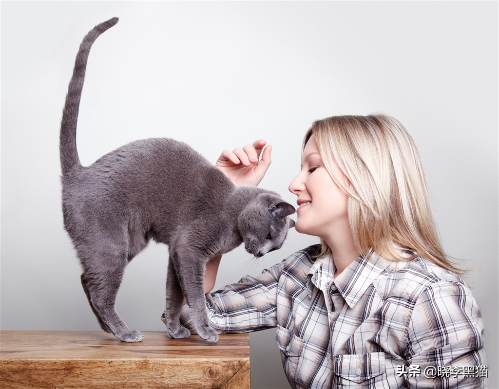 猫咪绝育手术之后怎么护理,猫咪绝育手术后怎么护理