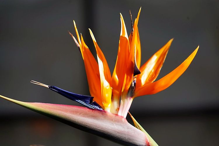 美国德州西部自由行,美国西海岸可以自由航行么