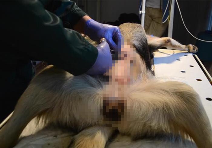 狗狗出现孕吐症状，应立刻带去检查，主人切勿忽视假孕的危害