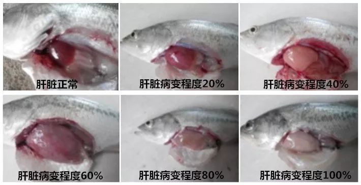 鱼得了败血症如何处理,鱼病毒性败血症的防治