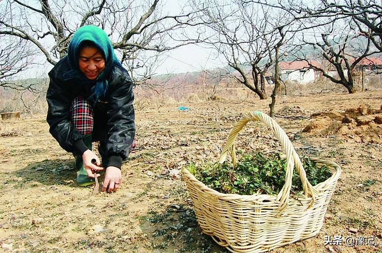 舞钢懒豆,舞钢懒豆怎么炒