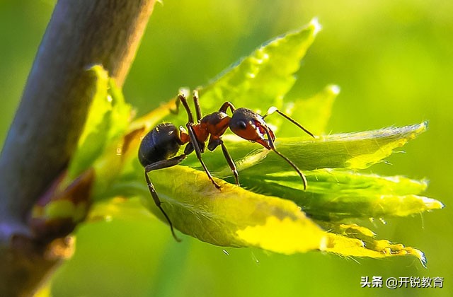 蚂蚁ipo被叫停原因 (蚂蚁ipo有什么影响)