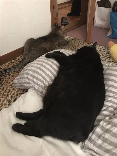 老板，这圆滚滚地怎么恢复出厂设置，说好的小可爱呢？