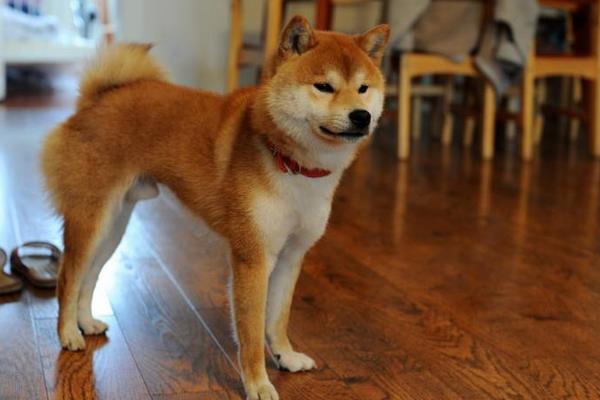 哪6种狗狗没有攻击性和不咬人,不爱狂吠的狗狗有哪些