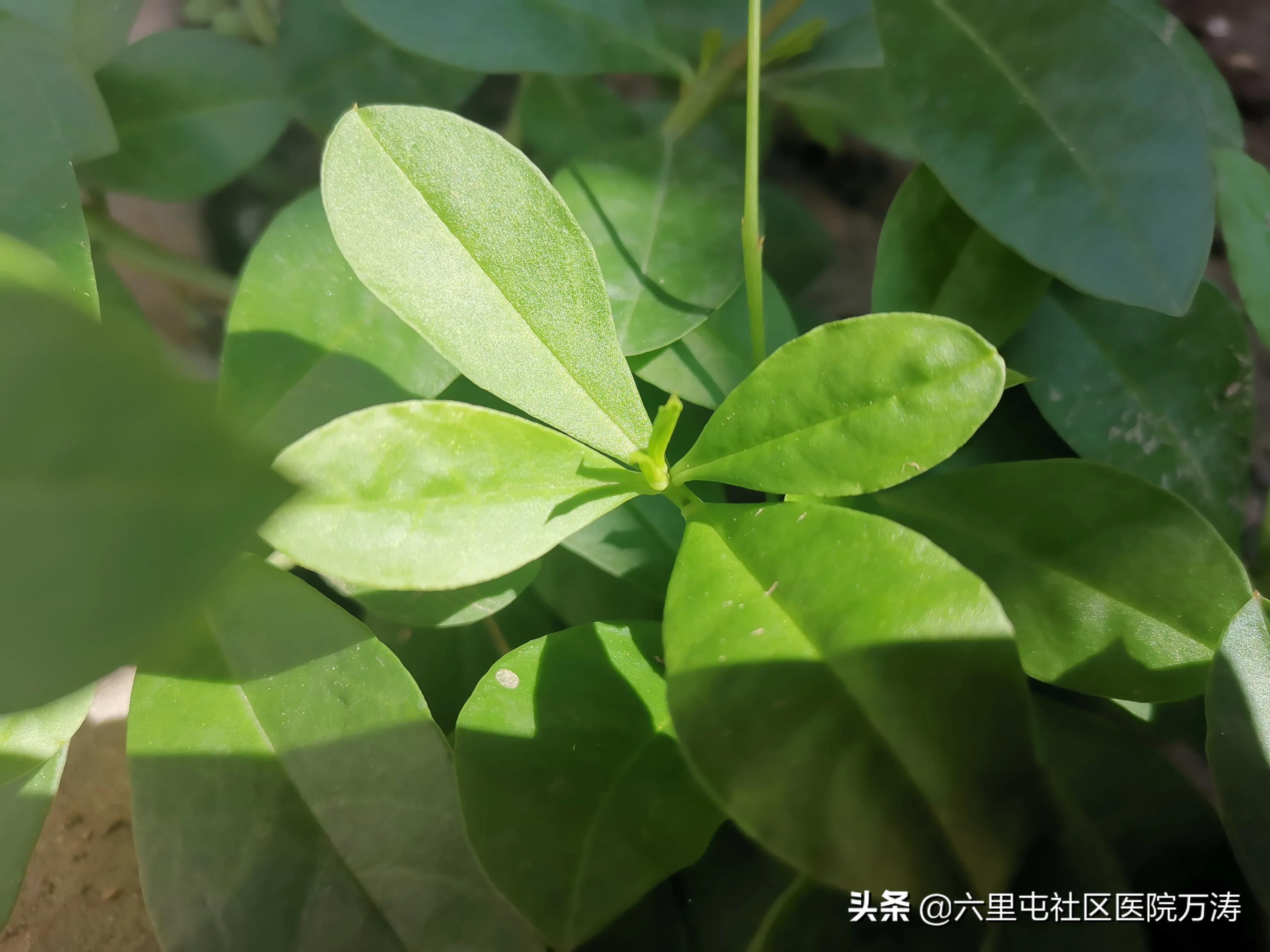 中药材假人参,中药红人参