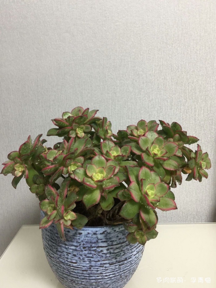 瞧,那个钟情艳日辉的人