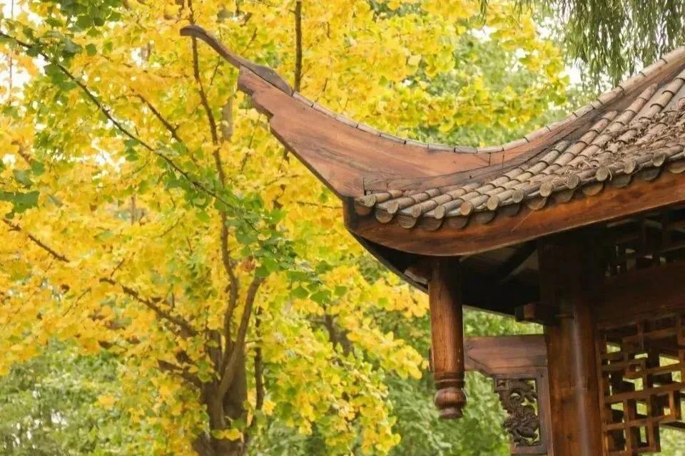 央视多次点赞武汉,央视点赞武汉直播