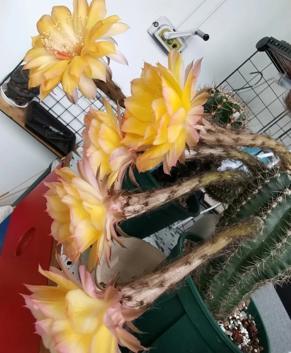 为什么我的仙人球总是烂,仙人球花径不直立怎么办