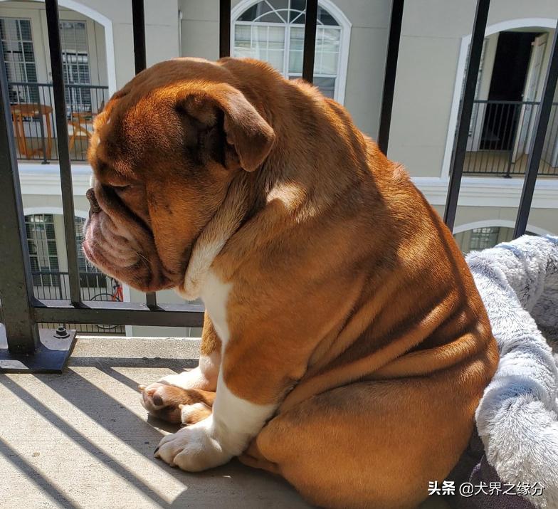 缇庡浗鐤儏涓嬬殑瀹犵墿鐙楃嫍,缇庡浗鐤儏涓嬬殑鐙楃嫍