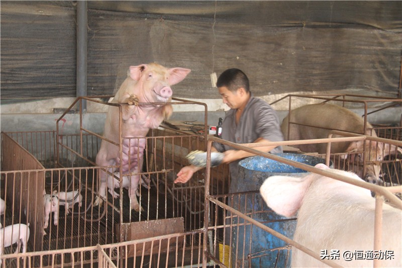 母猪生产顺利怎么做好产后护理,母猪分娩后怎样才能养好母仔猪