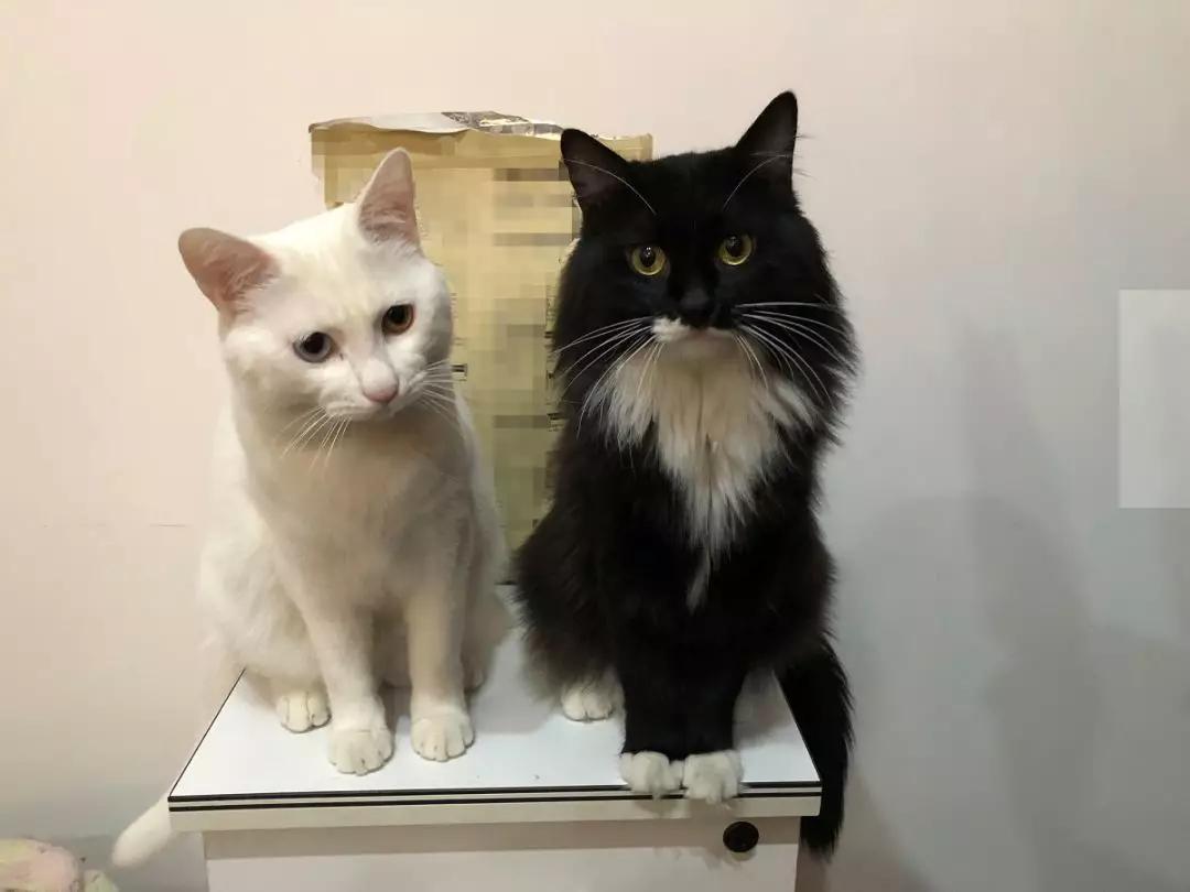 央视多档直播传出猫叫,央视猫叫上热搜