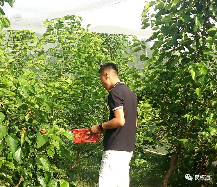 这种白果，民权90/%以上的朋友没吃过，不信？打赌