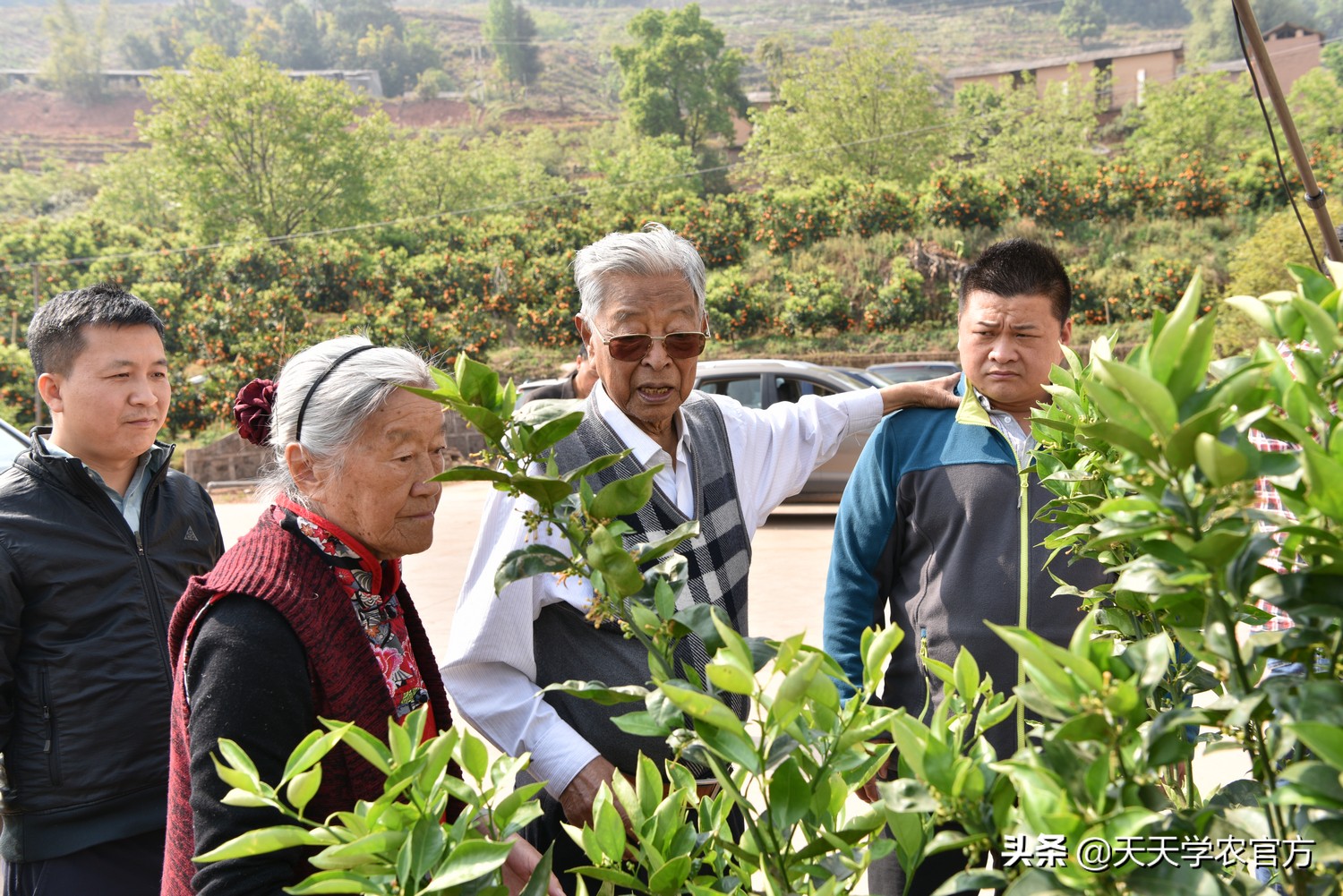 褚橙冰糖橙多少钱一斤,为何橙子比橘子卖得贵反而更好卖