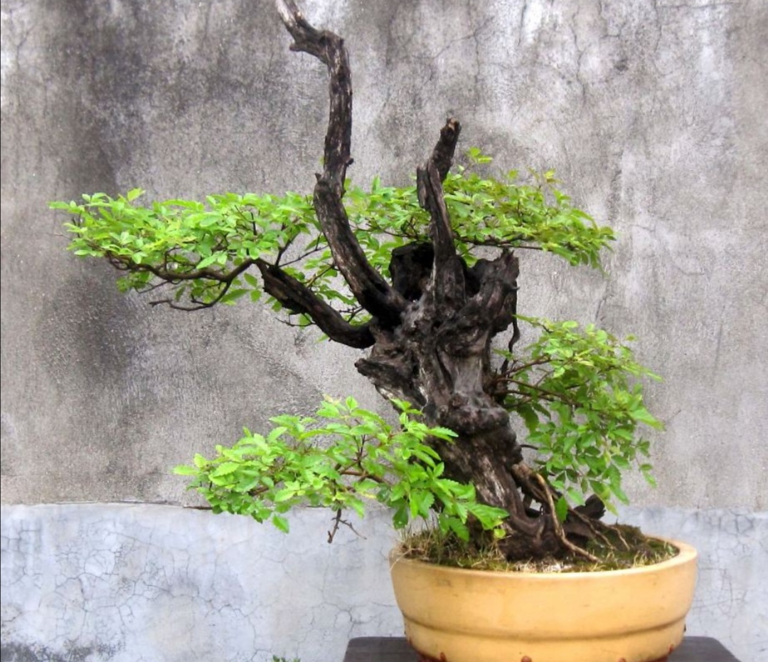 黄荆树桩盆景用什么泥土种植合适,黄荆盆景什么样的好一些