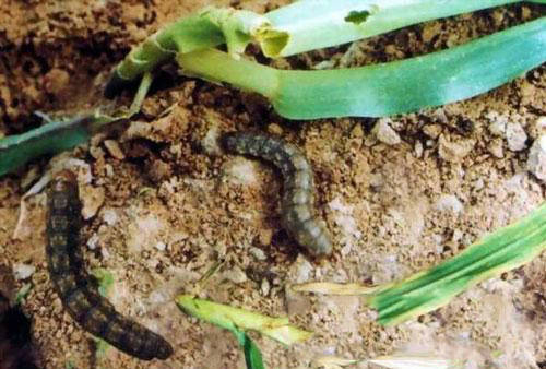 山药地下害虫的特效药,山药防地下害虫