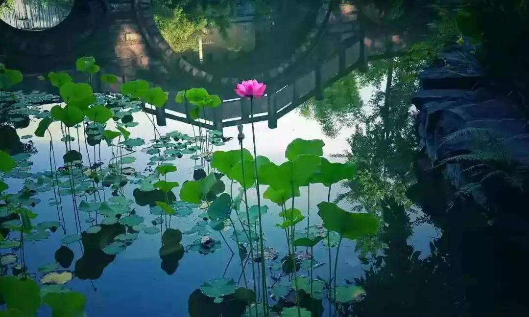 四川国际标榜学院的王牌专业,四川国际标榜职业学院网红