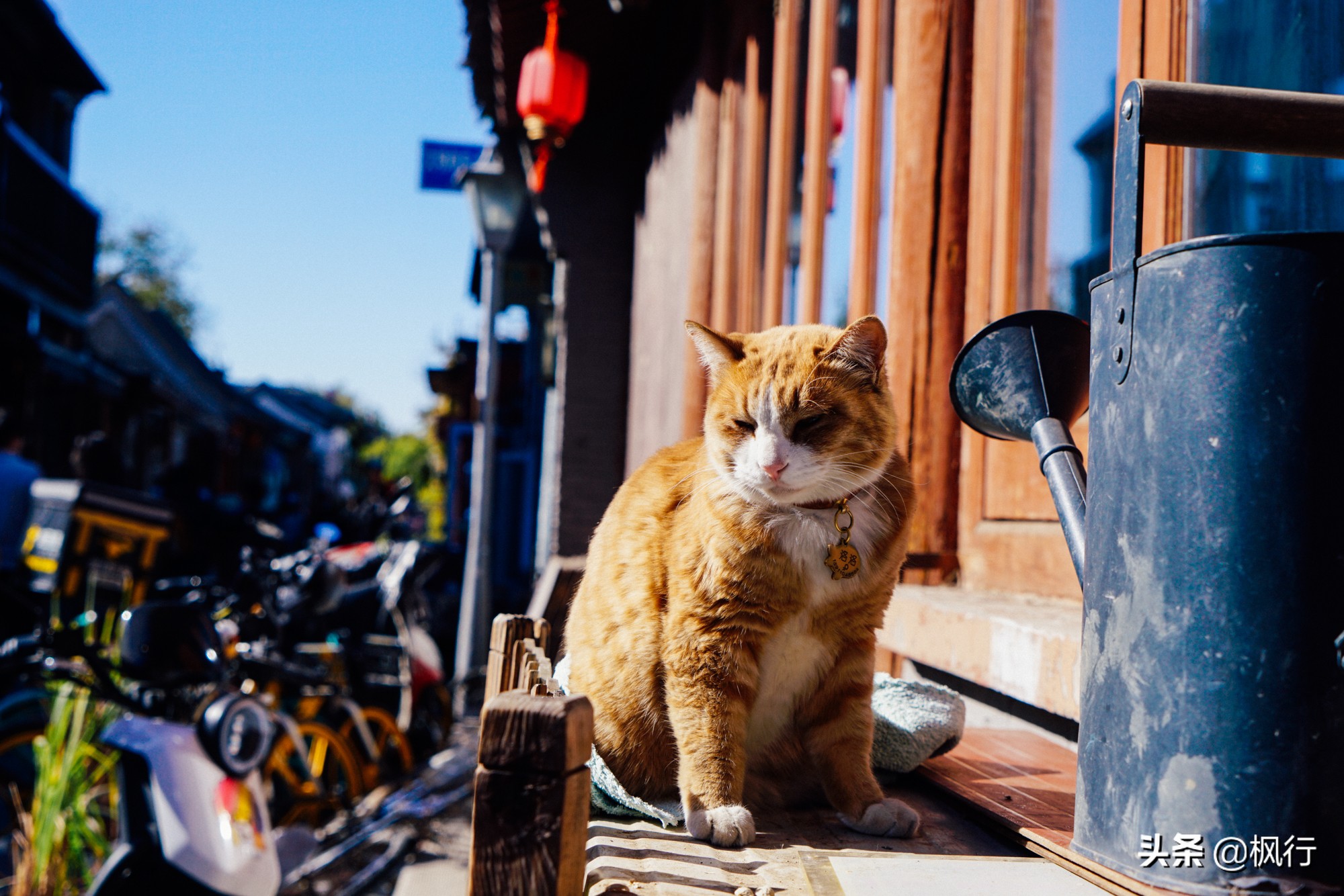 北京18个看银杏的好地方在哪,北京八大处看银杏攻略