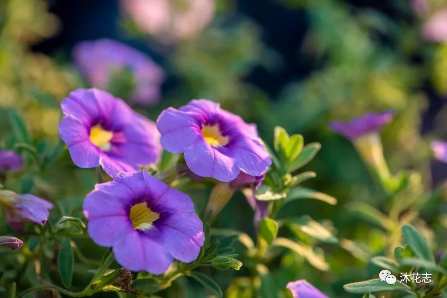 那些年被我们误会的名字,那些年被误会的歌