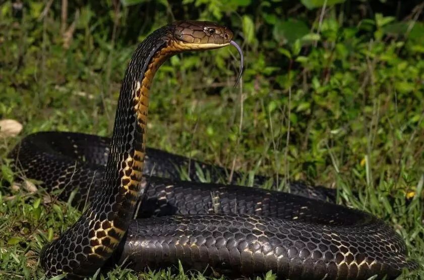 毒蛇的毒性分几种啊,毒蛇毒性排名榜