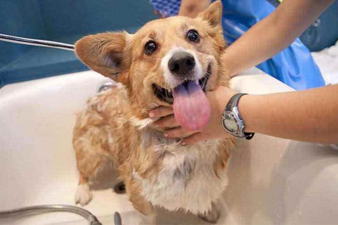 狗狗不愿意梳毛洗澡怎么办,狗狗不爱洗澡怎么办