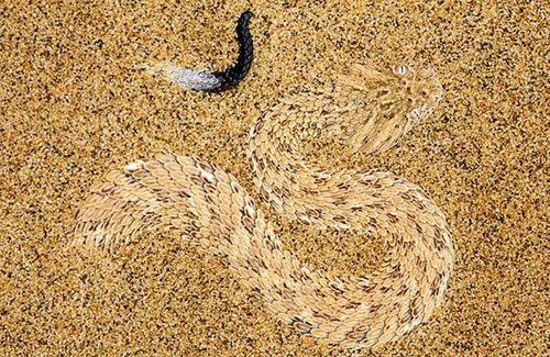 加蓬咝蝰的爬行速度有多快,加蓬咝蝰爬行速度