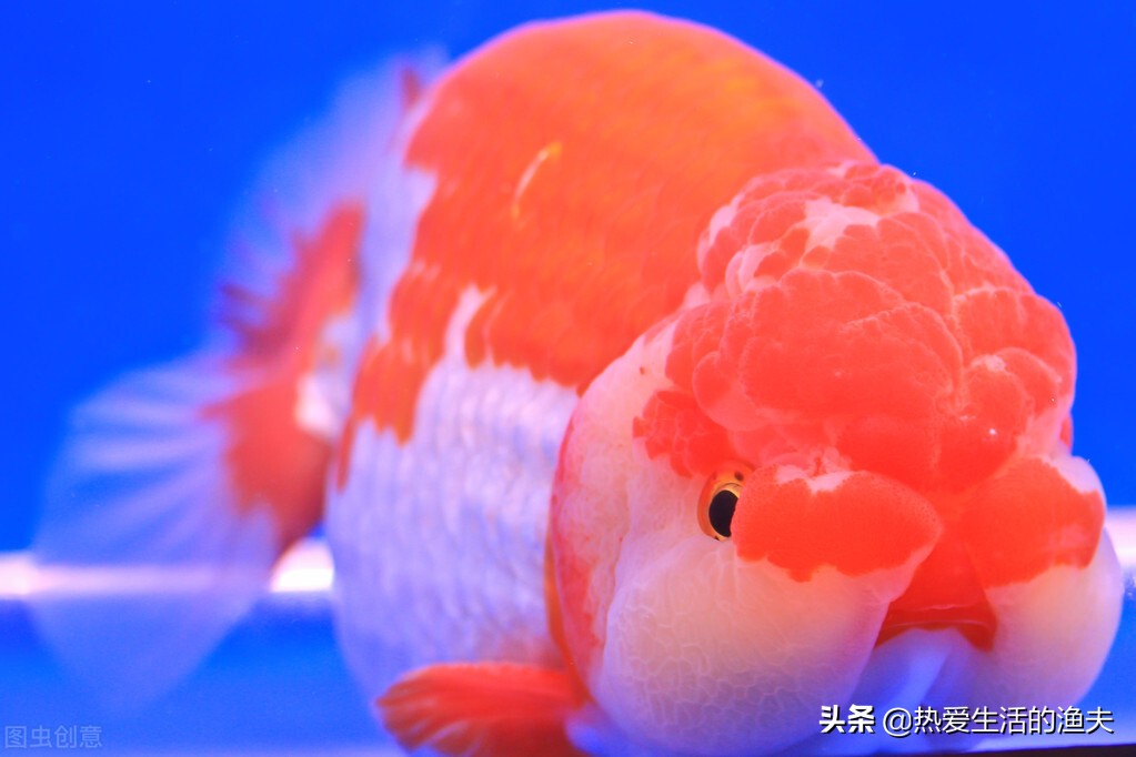 金鱼怎么喂食才合理几天喂一次,金鱼多久喂一次合适最好