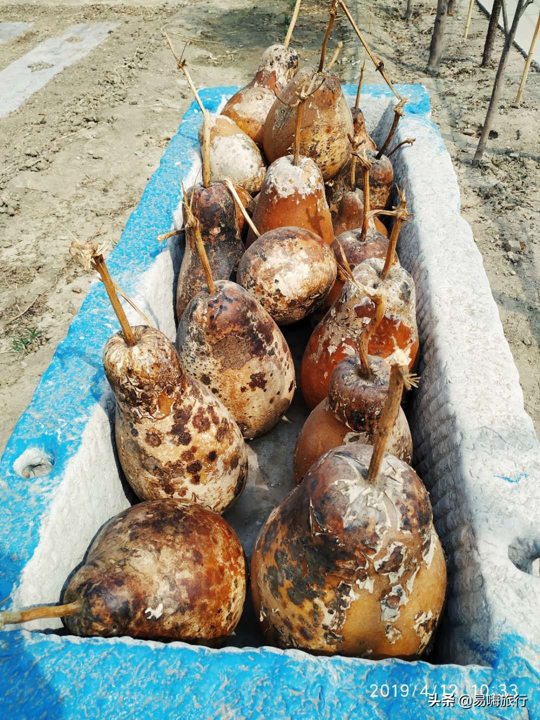 易嗨旅行带您天津宁河-芦台板桥休闲踏春游