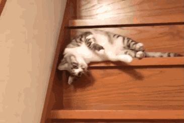 猫是固体还是液体有科学依据吗,科学家证实猫是液体