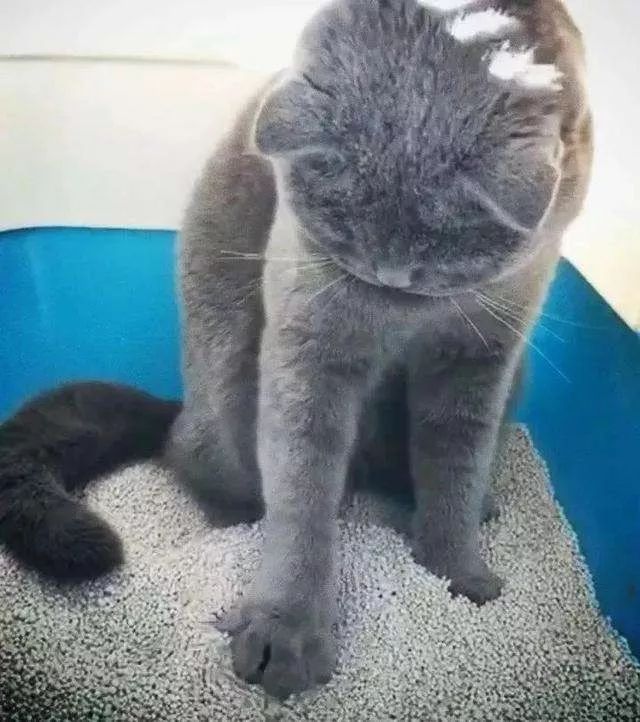 猫咪突然睡在猫砂盆里是什么情况,猫咪突然不在猫砂里尿了怎么回事