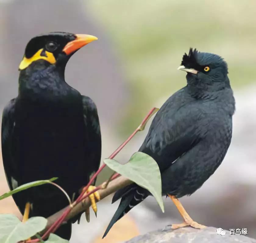 八哥鹩哥的产地,八哥和鹩哥繁殖