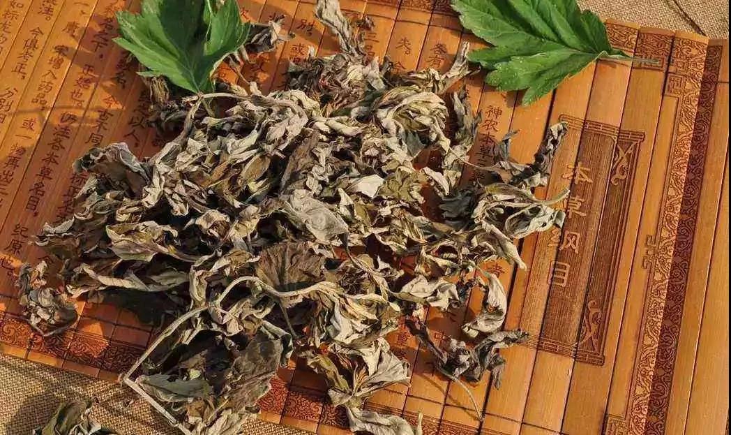 预防新冠肺炎,蕲艾有妙用!