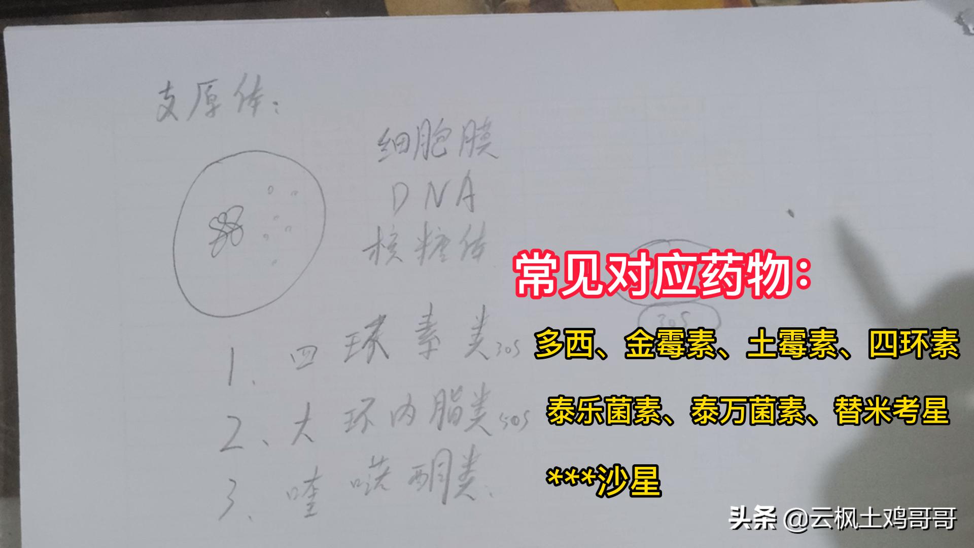 鸡支原体衣原体感染怎么治疗最好,鸡支原体最快治疗方法