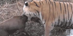 滑铲能不能收拾老虎,一个滑铲能收拾一只老虎吗