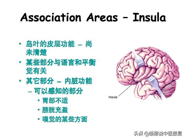 中枢神经系统断层解剖讲解,中枢神经3d解剖动画