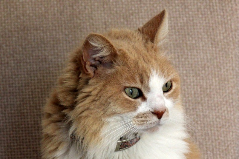 猫咪会得的常见的几种皮肤病,猫咪有皮肤真菌病该怎么办