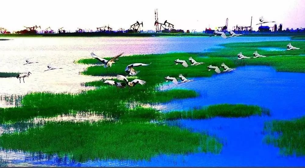 【读历史游盘锦】清晓水如镜，隔海人似鸥渤海金滩蛤蜊岗