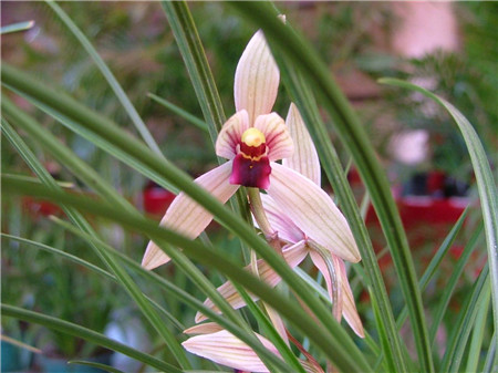 兰花有多少个品种哪些品种好看,兰花十大名贵品种有哪些