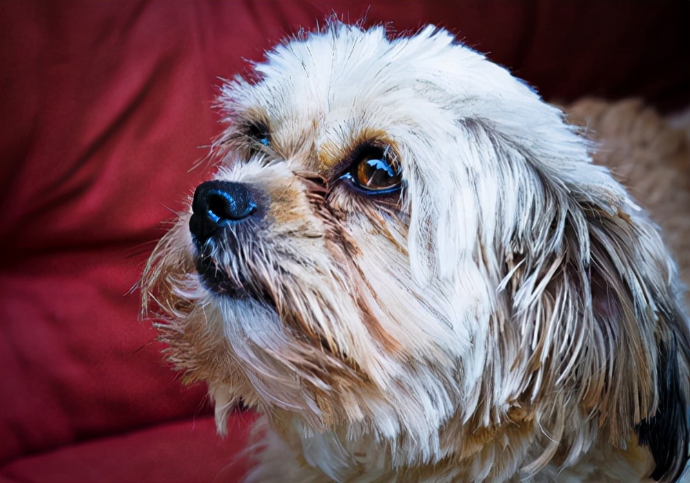 幼犬公狗尿路感染,幼犬尿路感染如何处理
