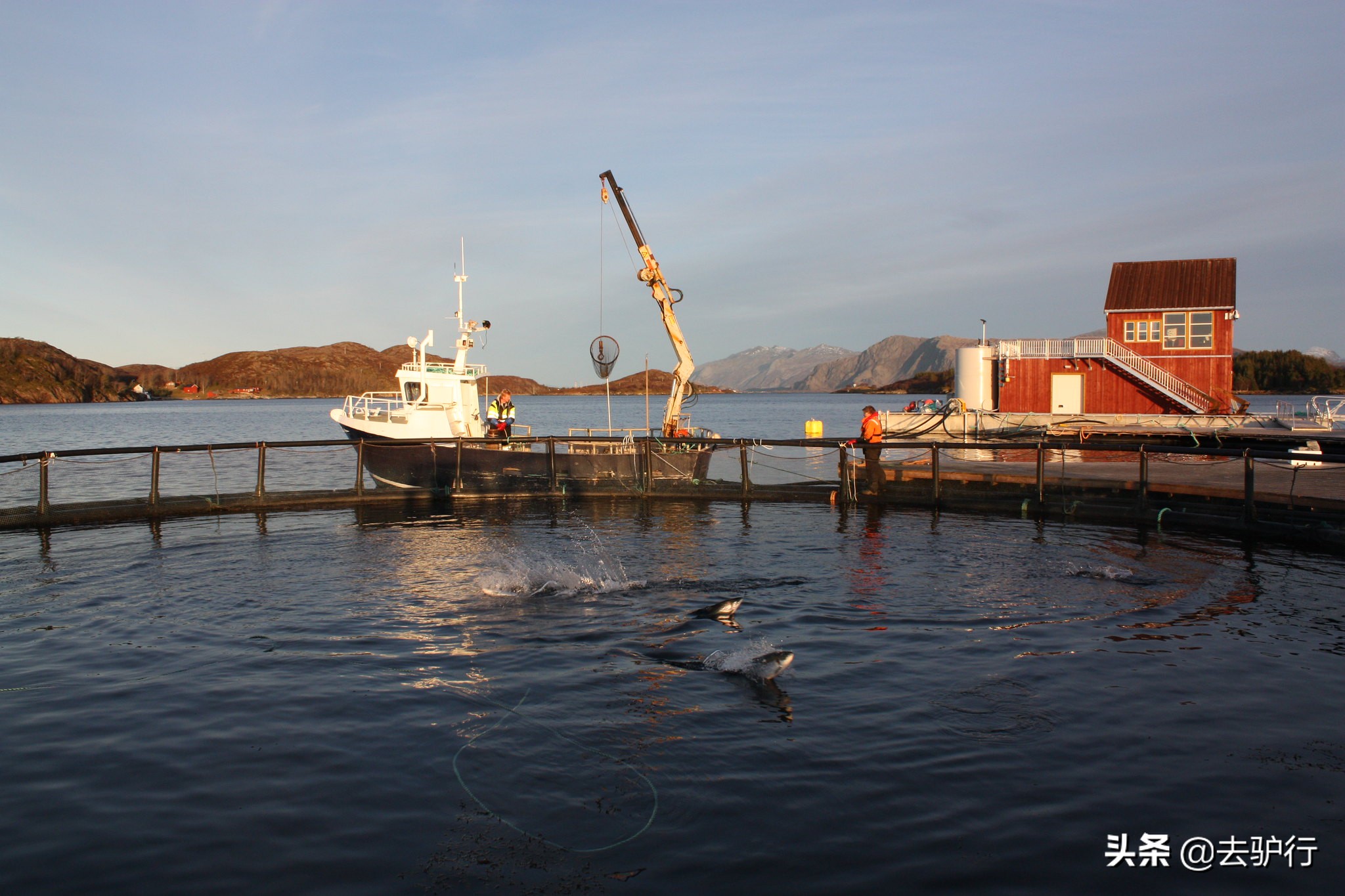 挪威三文鱼大规模养殖,挪威三文鱼养殖一年赚多少钱