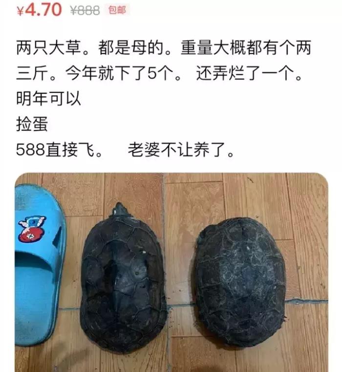 老公偷偷在网站上做这种交易，看完又气又好笑
