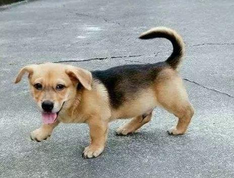 最朴实忠诚聪明的狗,最便宜最善良的狗