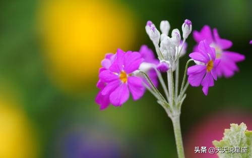 让人无法抵抗超级有魅力的星座女,越简单反而越有魅力的三大星座女