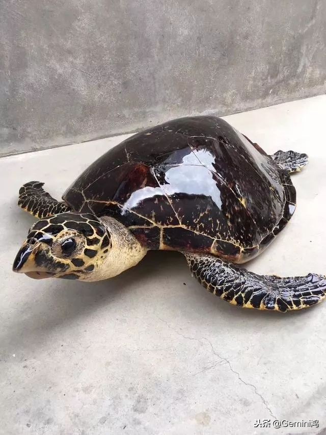 30秒了解熊猫,30秒了解动物