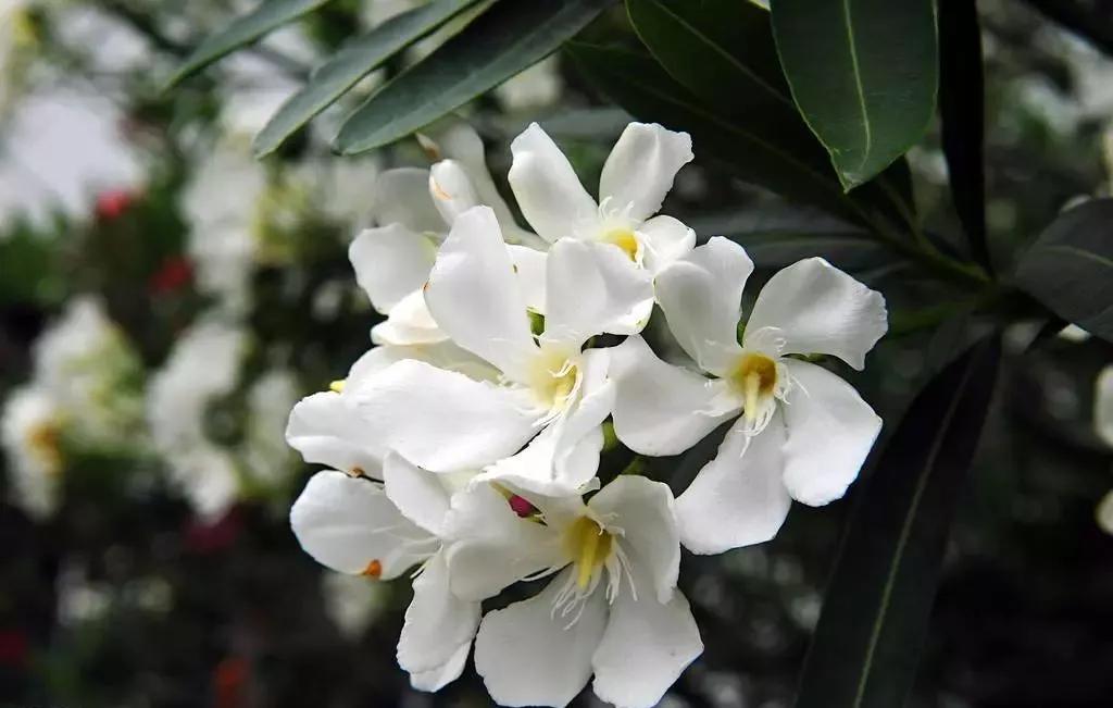 各国国花颜值巅峰,世界各国国花欣赏