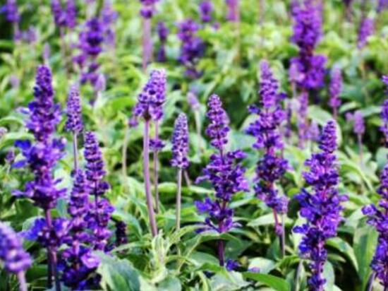 薰衣草浇水的正确方法,薰衣草怎么施肥最好