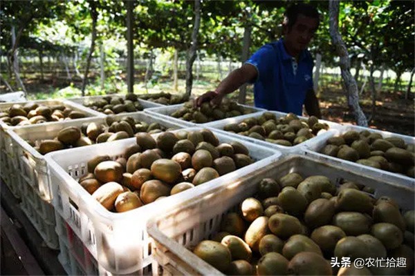 口碑不要了？8月才成熟，提前一个月就采摘，果子放到坏也不熟